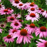 echinacea_flowers